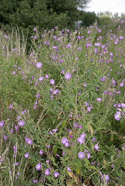 File:Epilobium hirsutum vallee-de-grace-amiens 80 21072007 5.jpg