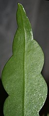 Epiphyllum oxypetalum.JPG