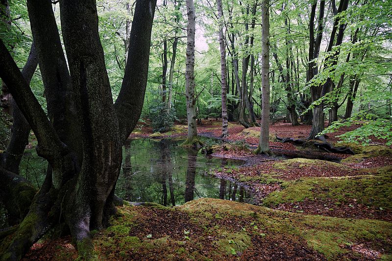 File:Epping Forest High Beach Essex England - spring pond 08.jpg