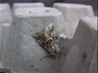 <i>Eremobia ochroleuca</i> Species of moth