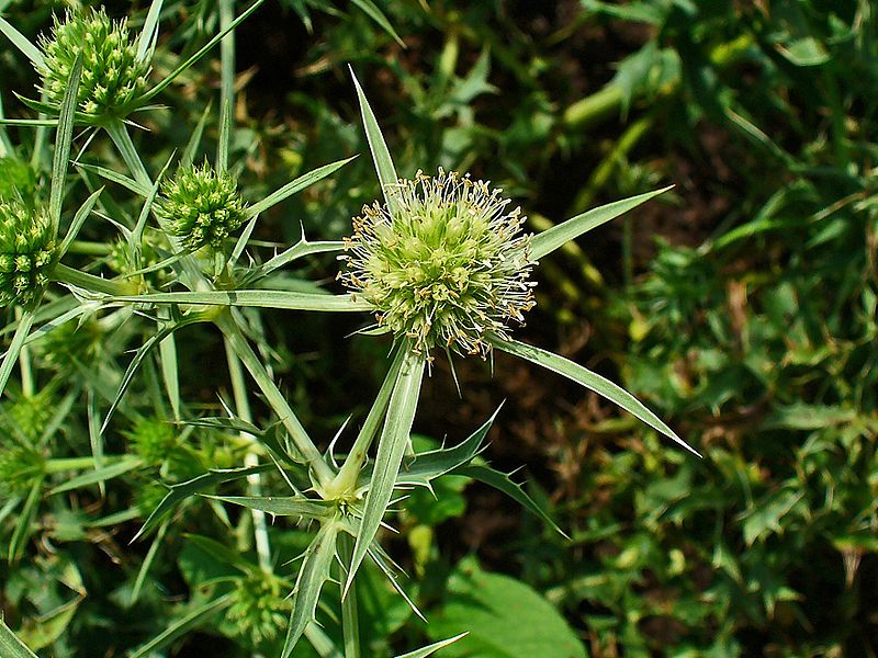 File:Eryngium campestre 002.JPG