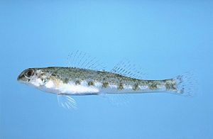 Etheostoma colorosum