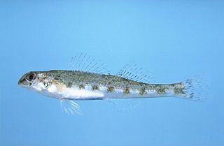 <span class="mw-page-title-main">Coastal darter</span> Species of fish