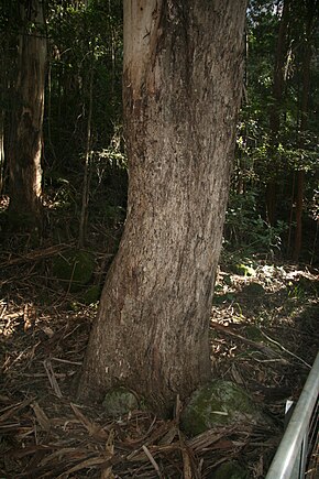 Kuvan kuvaus Eucalyptus cypellocarpa -runko Katoomba.JPG.