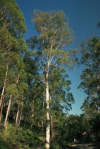 <i>Eucalyptus largeana</i> Species of eucalyptus