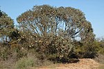 Thumbnail for Eucalyptus pyriformis