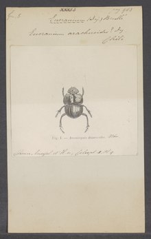 Eucranium - Печать - Iconographia Zoologica - Специальные коллекции Амстердамского университета - UBAINV0274 019 02 0022.tif