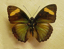 Euphaedra justicia-Musee zoologique de Strasbourg.jpg