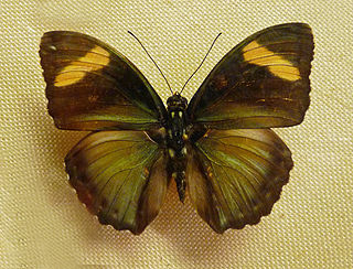 <i>Euphaedra justicia</i> Species of butterfly