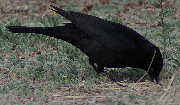 Breeding male Brewer's blackbird apparently gaping (see text) in soil