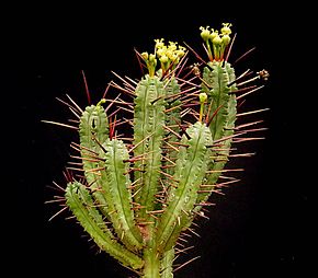 Beschrijving van Euphorbia enopla3 ies.jpg afbeelding.