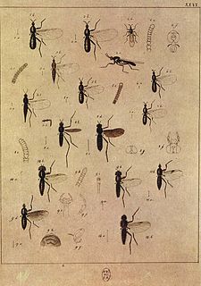 <i>Scatopse notata</i> Species of fly