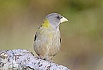 Thumbnail for File:Evening Grosbeak 2873m.jpg