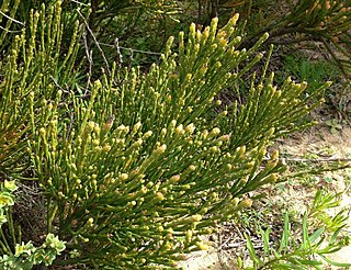 <i>Exocarpos syrticola</i> Species of plant