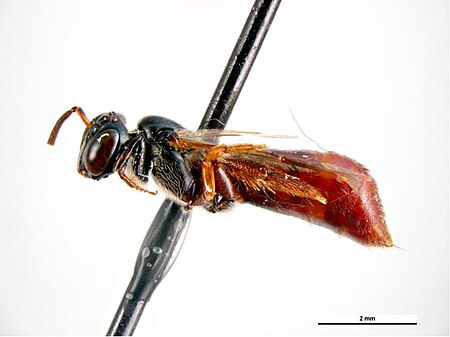 Exoneura angophorae