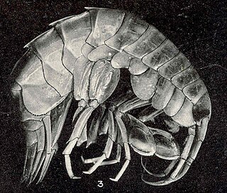 <i>Eusirus</i> Genus of crustaceans