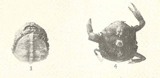 <i>Tunicotheres</i> Genus of crabs