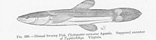 FMIB 51867 Düsterer Sumpffisch, Chologaster cornutus Agassiz Angeblicher Vorfahre von Typhlichthys Virginia.jpeg