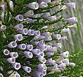 Fabiana imbricata f. violacea: the curious genus Fabiana includes species bearing a remarkable likeness to plants of the unrelated genus Erica.