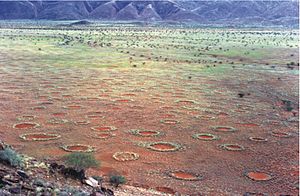 In Hunt to Solve 'Fairy Circle' Mystery, One Suspect Is Dismissed - The New  York Times