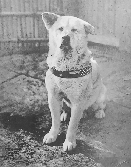 Hachikō, an Akita famed for his exceptional loyalty