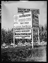 Farm bureau hybrid corn test field