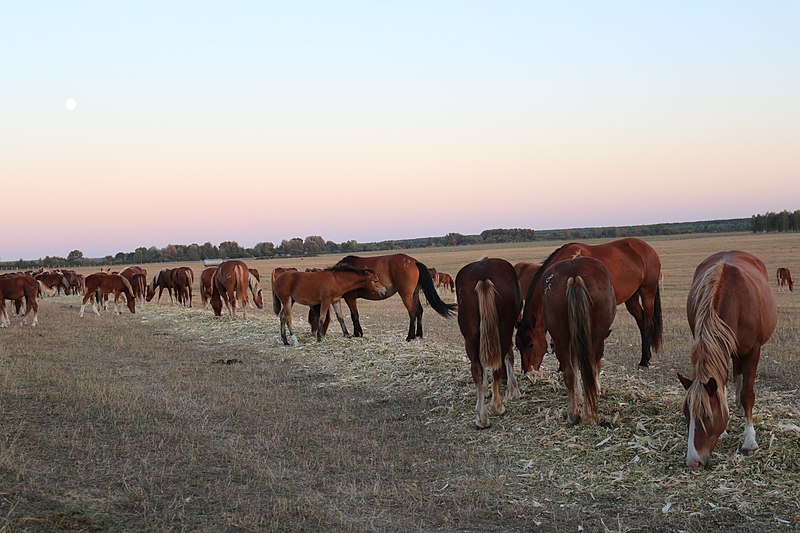 File:Feeding Przewalski's horses.jpg