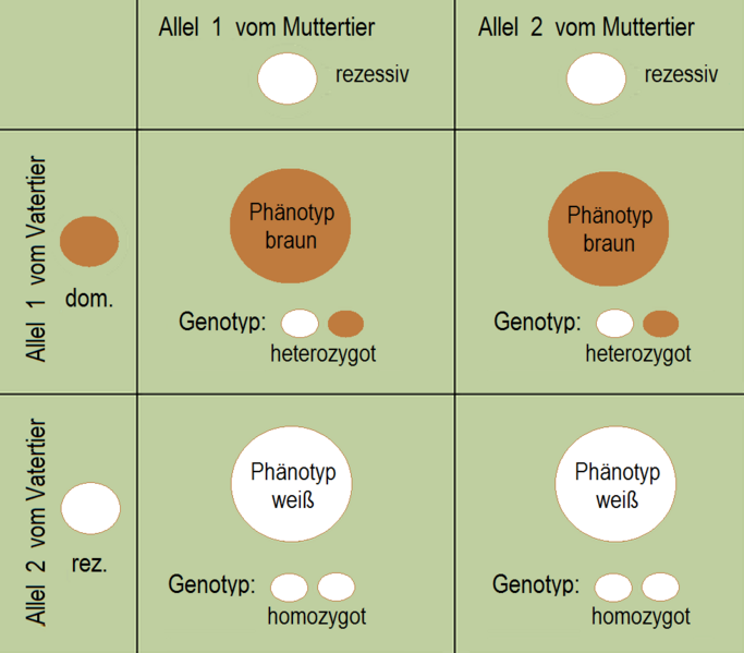 File:Fellfarbe Erbschema ein Elterntier rezessiv homozygot, ein Elterntier heterozygot.png