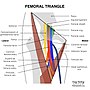 Thumbnail for Femoral triangle