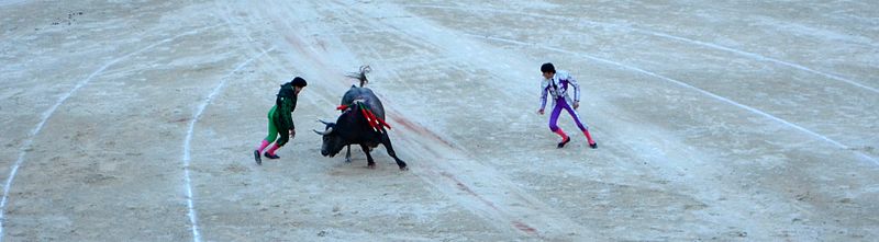 File:Fernando Sanchez et David Adalid devant un toro de Miura, à Nîmes en septembre 2013..JPG