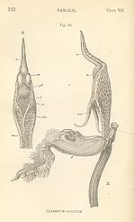 In the Catasetum flower an extension of the rostellum forms a narrow feeler or "antenna" projecting forward over the labellum. Fertilisation of Orchids figure 28.jpg