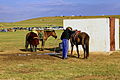 * Nomination Naadam festival on the steppe, on the outskirts of Ulan Bator. Mongolia. Mongolian horses and riders. --Halavar 18:05, 12 May 2014 (UTC) * Promotion OK. --JLPC 15:10, 13 May 2014 (UTC)