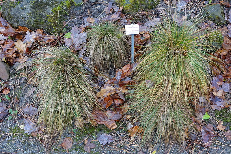 File:Festuca rupicola - Botanischer Garten, Dresden, Germany - DSC08708.JPG