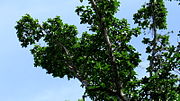 Ficus cyclophylla üçün miniatür