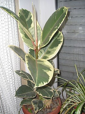 Ficus elastica Variegata.jpeg