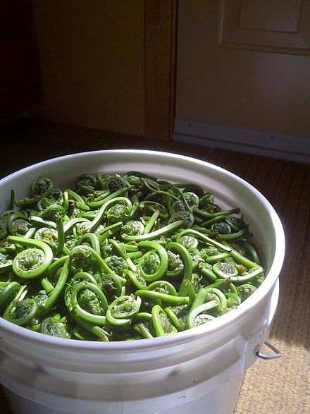 Bucket of newly collected fiddleheads