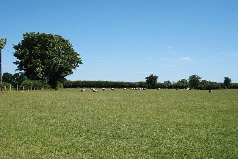 File:Field of Sheep at Bladbean - geograph.org.uk - 1968630.jpg