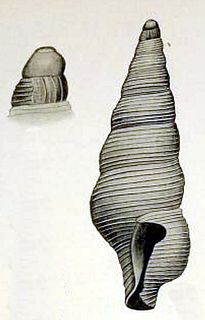 <i>Filodrillia trophonoides</i> species of mollusc