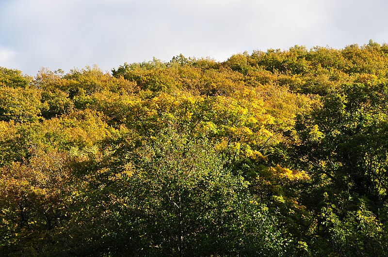 File:Fingle Woods (6323).jpg