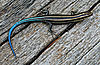 Fivelined skink.jpg