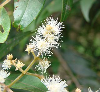 <i>Myrcia</i> Genus of flowering plants in the family Myrtaceae