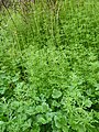 Galium aparine