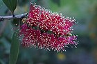 Flower of Melaleuca viridiflora (red-flowering form).JPG