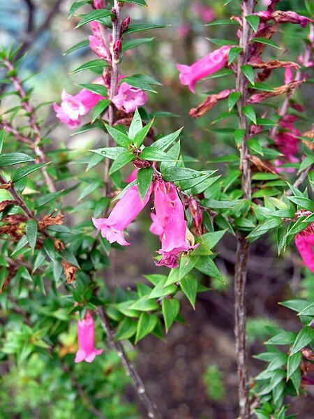 File:Flowering Heath Plant.jpg