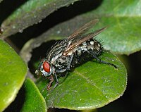 Sarcophaga sp. (Sarcophagidae) Flesh fly