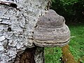 3806 2023-05-29 16:52 I björkhagen vid Björkhagen, Väsmestorps naturreservat, Väsmestorp, Sörby sn, Falköpings kn, Västergötland.