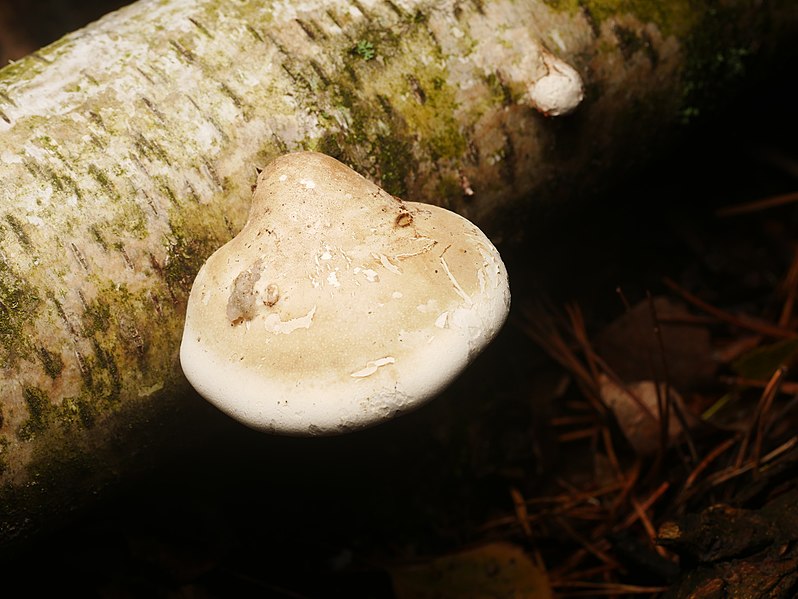 File:Fomitopsis betulina 97889751.jpg