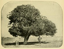 Forchhammeria pallida 1895.jpg