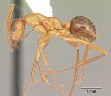 مشخصات Formica pallidefulva casent0103932 1.jpg