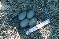 Four Eggs of Spectacled Eiders.jpg